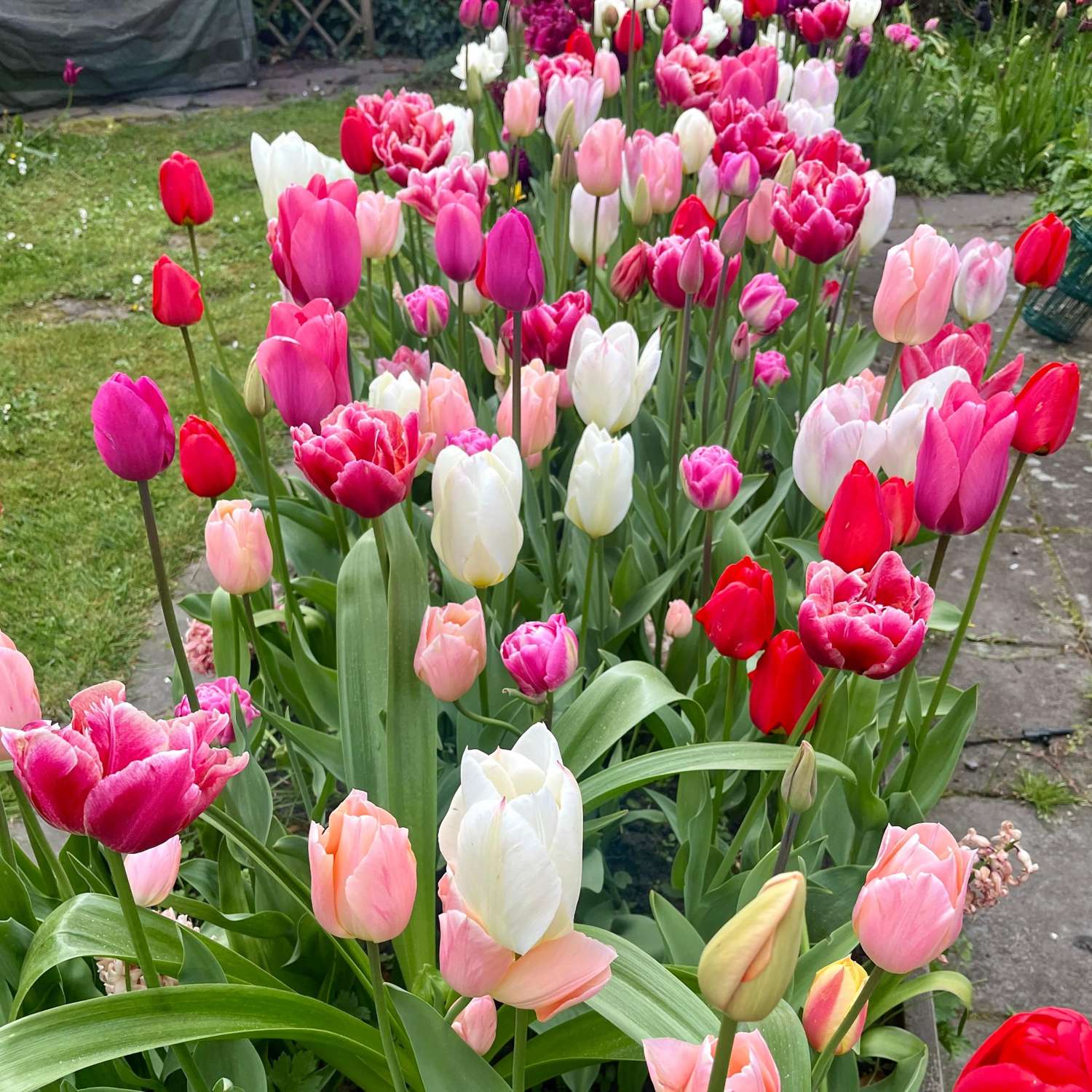Mélange exclusif 'Svaneke Delight'